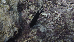 Ctenochaetus striatus