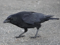 Corvus corone