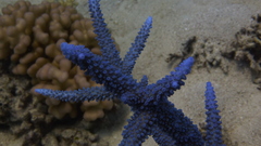 Acropora muricata