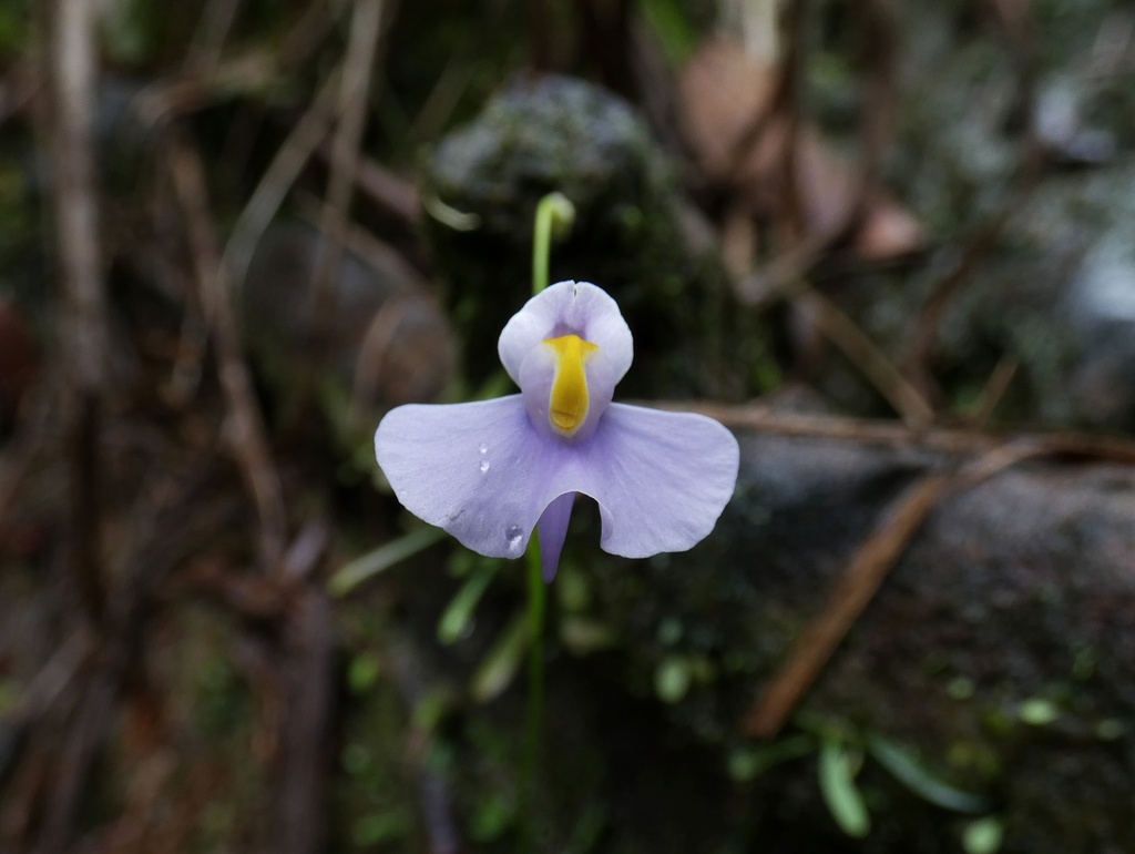 Utricularia panamensis Steyerm. ex P.Taylor 4