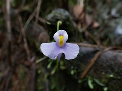 Utricularia panamensis image