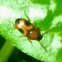 Poecilocrypticus formicophilus