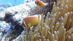 Amphiprion perideraion