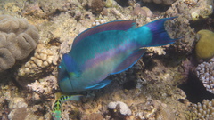 Chlorurus microrhinos