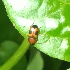 Poecilocrypticus formicophilus