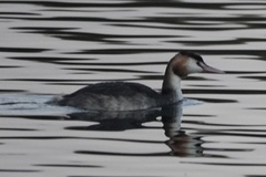 Podiceps cristatus