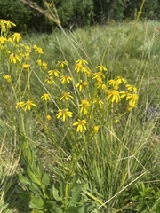 Senecio coronatus