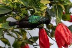 Cinnyris chloropygius