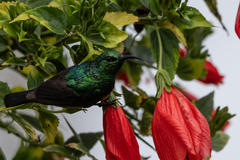 Cinnyris chloropygius