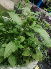 Acalypha alopecuroidea