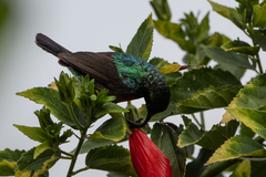 Cinnyris chloropygius