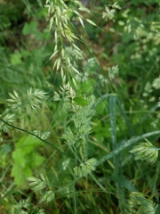 Barbitistes serricauda