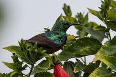 Cinnyris chloropygius