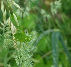 Barbitistes serricauda