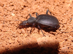 Cychrus italicus