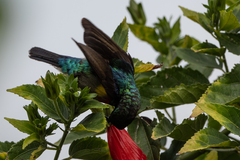 Cinnyris chloropygius