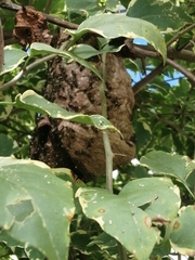 Polybia occidentalis