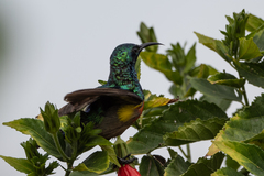 Cinnyris chloropygius