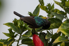 Cinnyris chloropygius