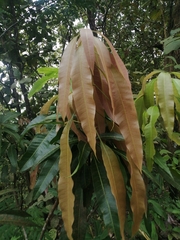 Mangifera indica image