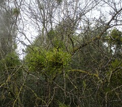Viscum cruciatum