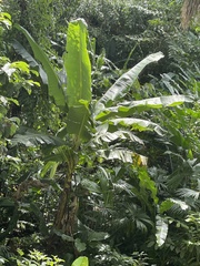 Musa