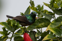 Cinnyris chloropygius