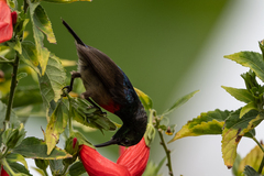 Cinnyris chloropygius