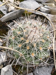 Rapicactus beguinii