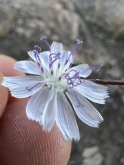 Stephanomeria