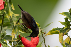 Cinnyris chloropygius