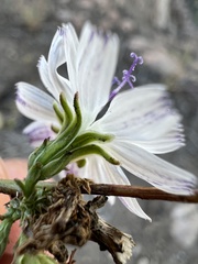 Stephanomeria