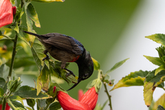 Cinnyris chloropygius