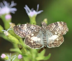 Chiomara georgina