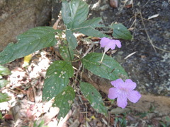 Ruellia nudiflora