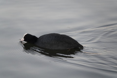 Fulica atra