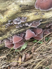 Auricularia