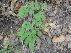 Adiantum