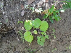 Piper umbellatum