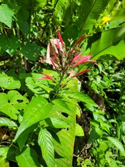 Dianthera secunda