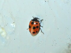Coccinella undecimpunctata