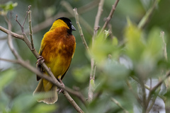 Ploceus melanocephalus