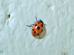 Coccinella undecimpunctata