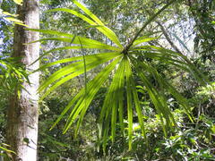 Coryphoideae