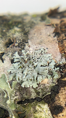 Physcia pumilior