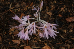 Colchicum hierosolymitanum
