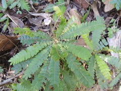 Biophytum dendroides