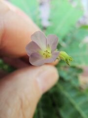 Biophytum dendroides