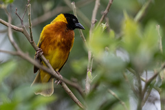 Ploceus melanocephalus