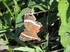 Anartia fatima colima